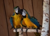 Fragment zdjęcia przedstawiający dwie papugi ary