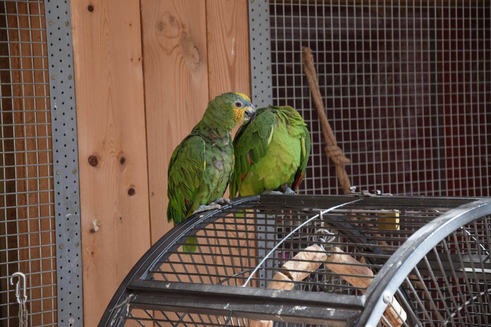 Zdjęcie przedstawiające dwie papugi