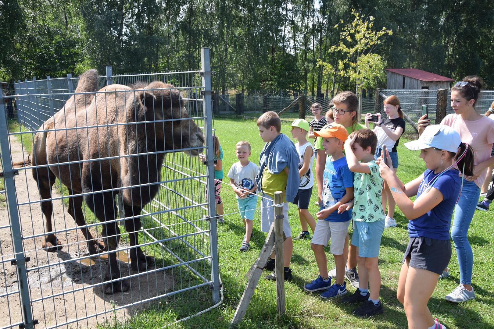 Zdjęcie przedstawiające dzieci w towarzystwie wielbłąda