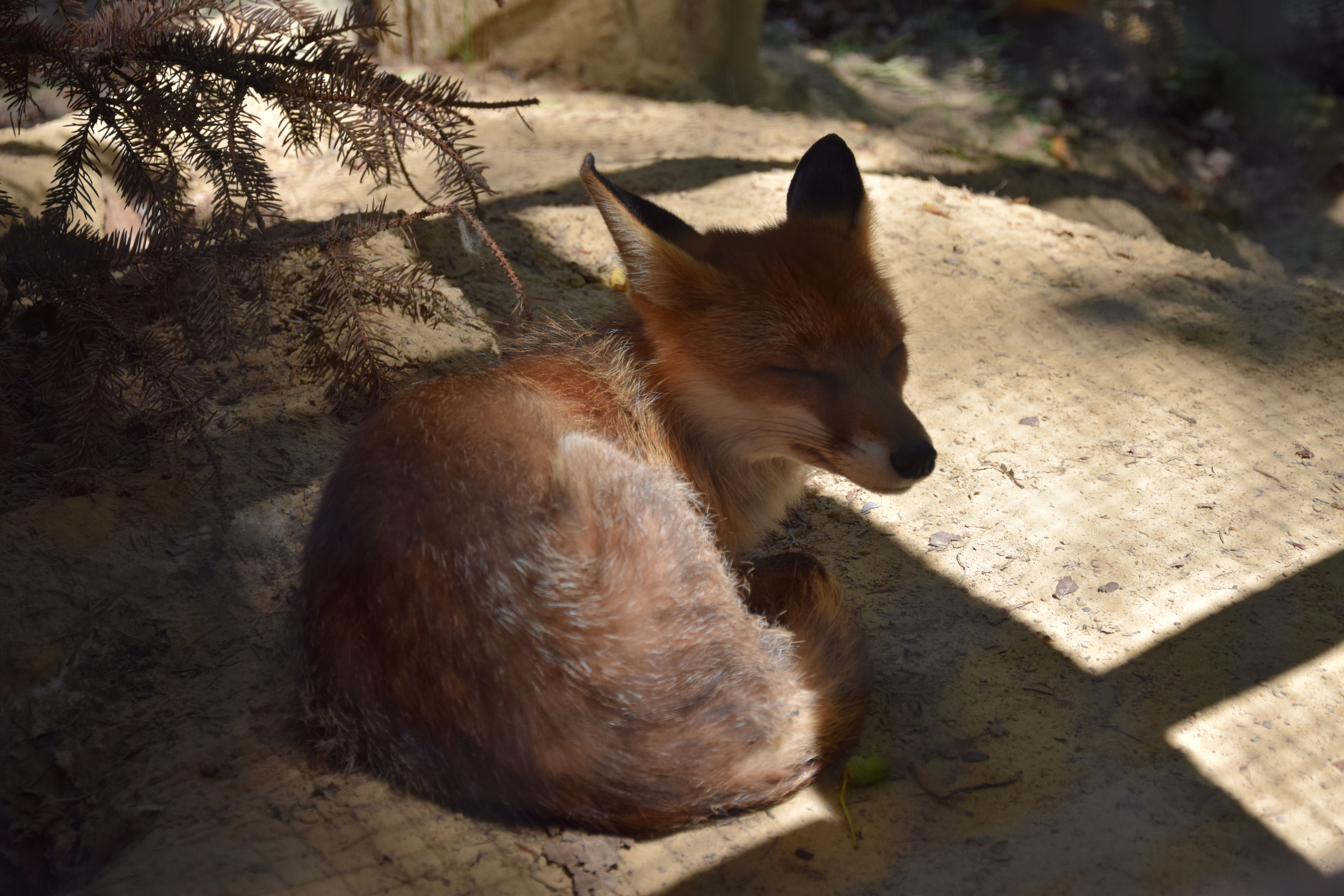 Zdjęcie przedstawiające samicę lisa